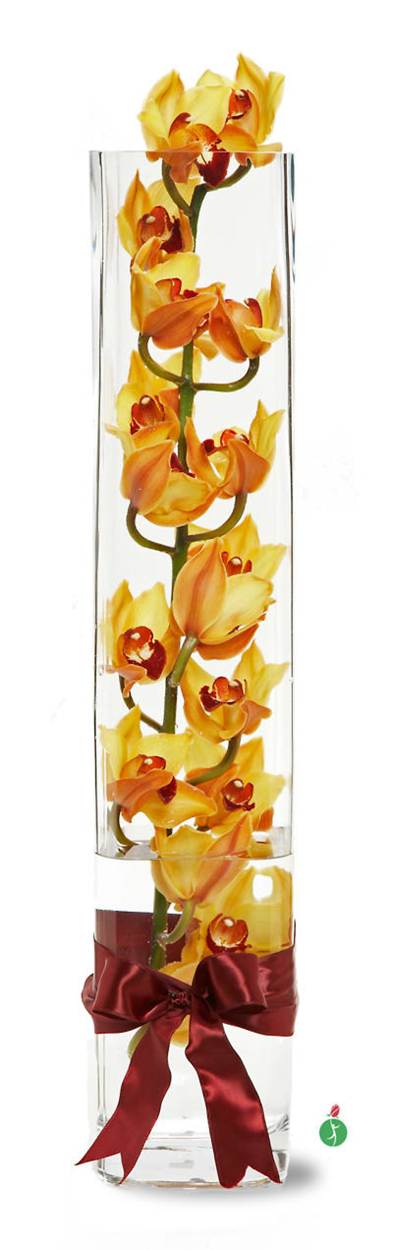 Modern Orchids